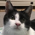 飼育放棄で再募集します～甘えんぼマルコ3歳