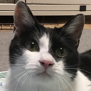 飼育放棄で再募集します～甘えんぼマルコ3歳