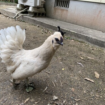 烏骨鶏とチャボの間に産まれた子です。性別は雌でした。
