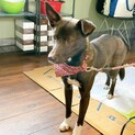 保護犬を迎えませんか？♀