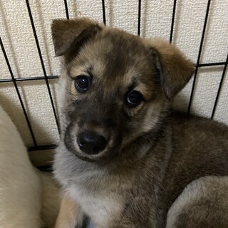 2ヶ月⭐︎仔犬ちゃんの家族を探してます。
