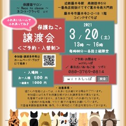 <<大阪藤井寺>>保護ねこの譲渡会