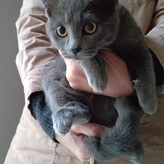 5ヶ月程度の女の子