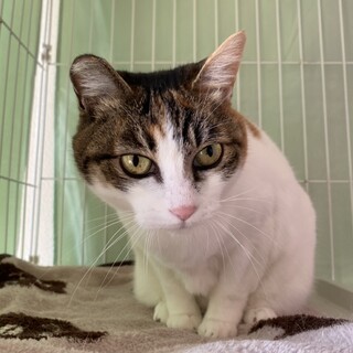 美人の三毛猫さん、もうすぐ4歳です！