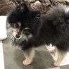 ポメラニアン♂ふく　推定6歳 サムネイル2