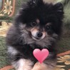 ポメラニアン♂ふく　推定6歳 サムネイル3
