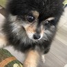 ポメラニアン♂ふく　推定6歳 サムネイル4