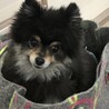 ポメラニアン♂ふく　推定6歳 サムネイル5