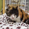 猫風邪治療中。三毛猫のティッシュちゃん サムネイル3