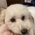 人懐っこいトイプードル波ちゃん♪