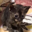 ３週間の子猫 2匹います（ちょっと愛嬌がある子達）