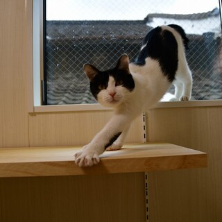 前髪自分で切ったの的なせとかちゃん