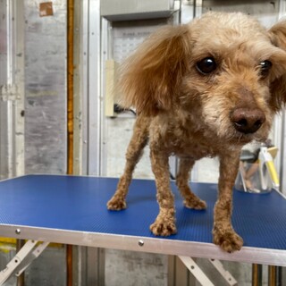 引退犬のトイプードルの里親募集致します。