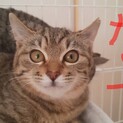 そっくりな8ヶ月くらいのキジの三姉妹　なつうたゆめ