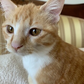 ゴールドの目が可愛い！お茶目な茶トラの女の子