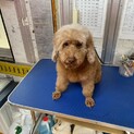 引退犬のトイプードルの里親募集致します。