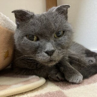 ツンデレの可愛いてつこ婆さん