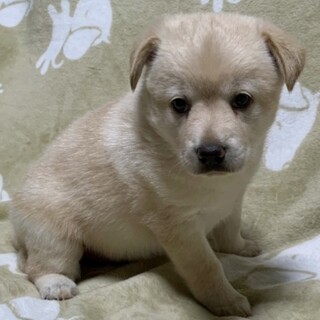 保健所からレスキューした子犬はなちゃん♀