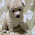 保健所からレスキューした子犬まるくん♂