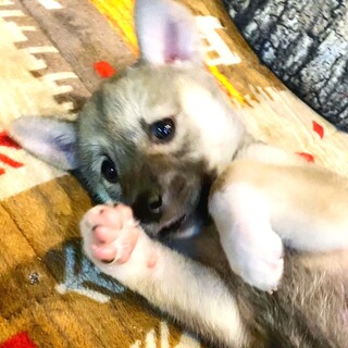 わたしが１番よ♥『グレースちゃん』