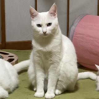 優しいママ猫　真っ白　真白♀
