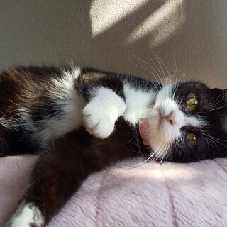 おっとり八割れ☆たびちゃん