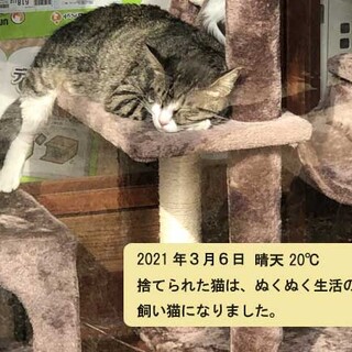 キジ白のわんぱく男子