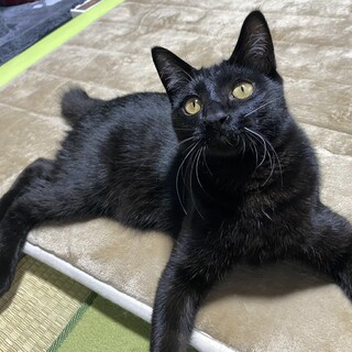 艶やかな毛並みの黒猫男子　ノワール♂