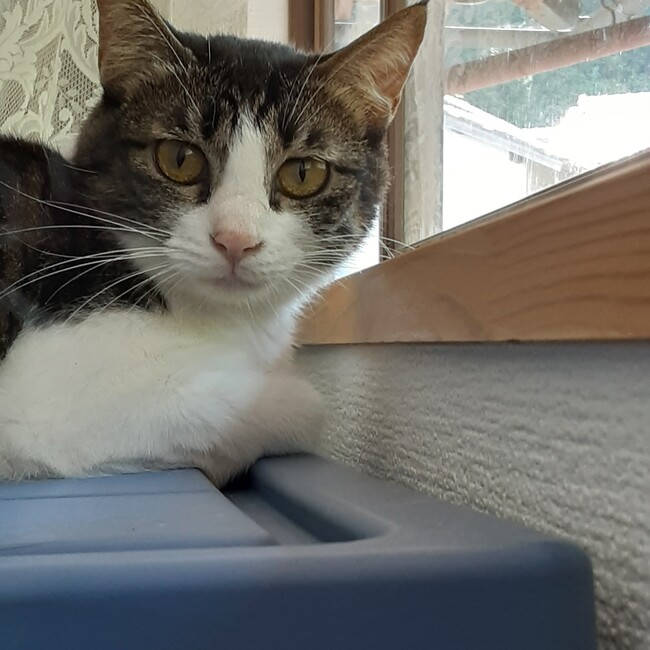 白猫ミルクのカバー写真