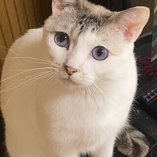 ブルーアイの美形の穏やかな女の子❣️