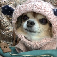 あずきちゃん