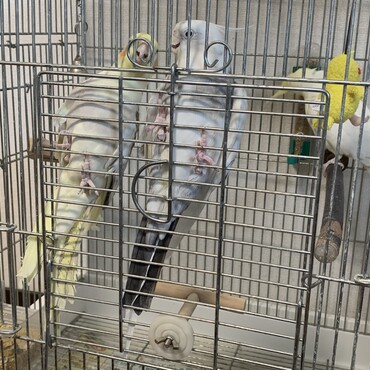 妹のオカメインコとオスのオコメは仲良しさん
