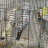 妹のオカメインコとオスのオコメは仲良しさん