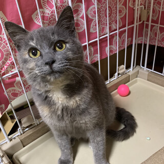 １３日譲渡会グレースちゃん参加します♡