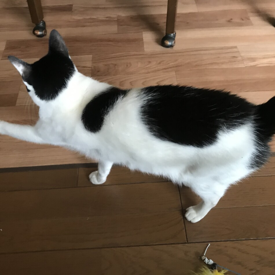 きゅんのカバー写真