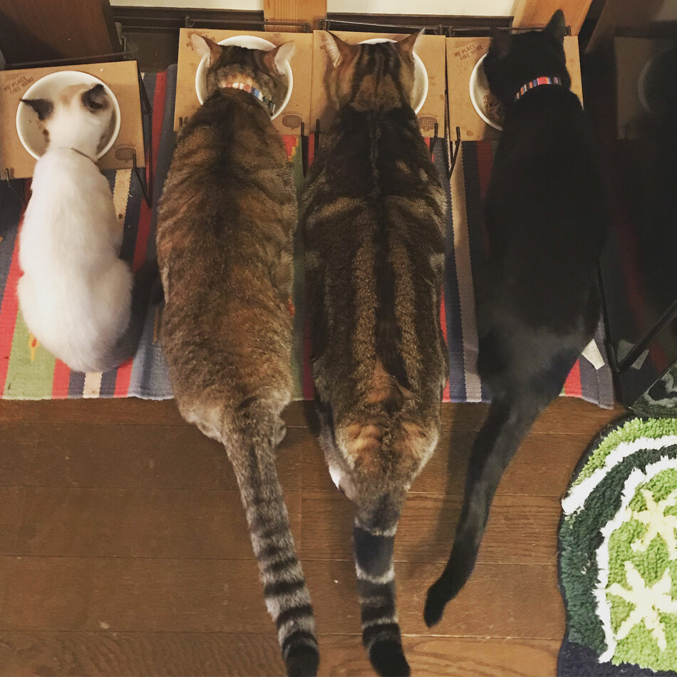 モメンのカバー写真