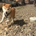 一般飼育者からの保護　お転婆娘のラグちゃんです