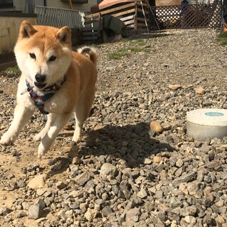 一般飼育者からの保護　お転婆娘のラグちゃんです