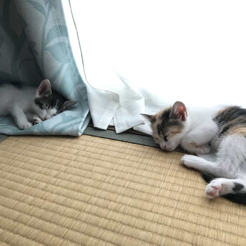ことはのカバー写真