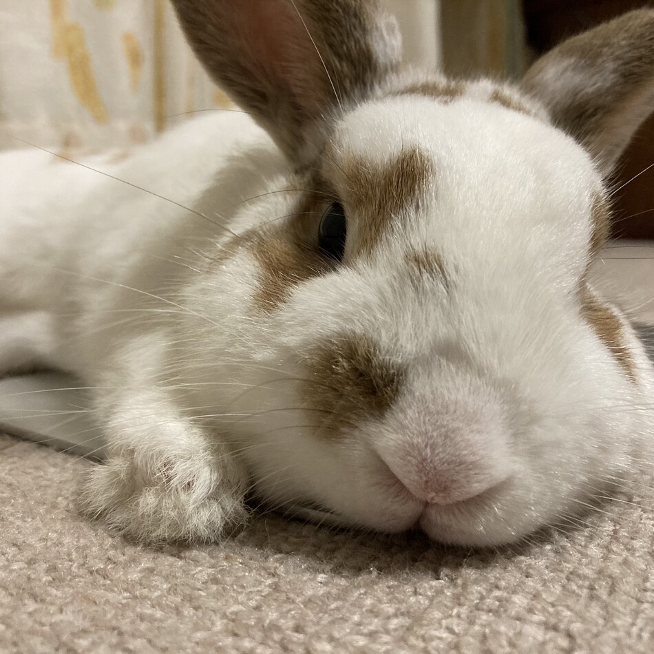 ベルのカバー写真