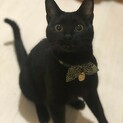 人にも猫にもフレンドリー！寄添い系甘えん坊黒猫男子