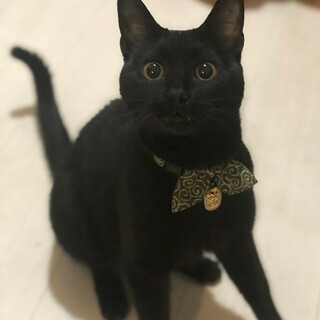 人にも猫にもフレンドリー！寄添い系甘えん坊黒猫男子