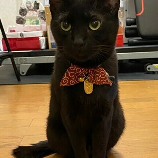 しあわせ運ぶカギしっぽ♡小柄黒猫男子です