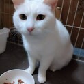 甘えたり、なでなでしてくれるお家に迎えられたい