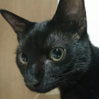 【募集停止】飼育放棄で再募集します～花子3歳