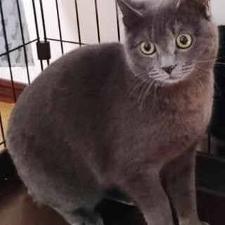 抜き足差し足･･･グレーのいろりちゃん