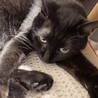 QtaroCat
