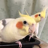 himajiri2000