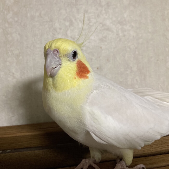 himajiri2000のカバー写真