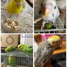あずつばなつ